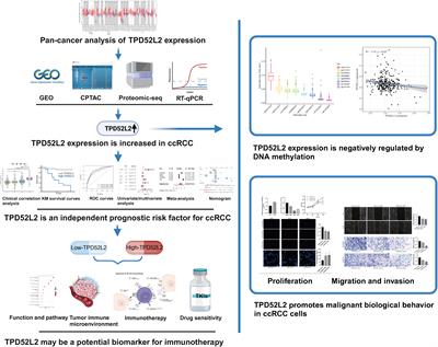 TPD52L2 as a potential prognostic and immunotherapy biomarker in clear cell renal cell carcinoma